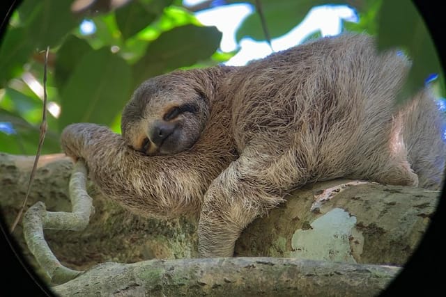 Baby Three toed sloth at Hacienda Baru